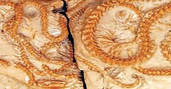 3.8 करोड़ वर्ष पुराने सांपों के जीवाश्म की प्रजाति का खुलासा