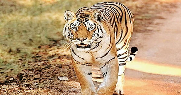 टाइगर स्टेट बने रहने के लिए मप्र को बढ़ाने होंगे अपने टाइगर रिजर्व