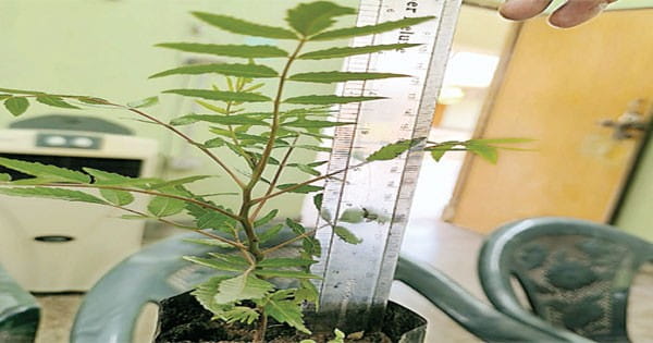मप्र बनने के बाद पहली बार तैयार हुए सलई के पौधे, 3 जिलों में रोपेंगे
