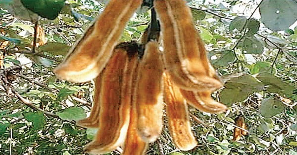 डायबिटीज, कब्ज समेत कई बीमारियों में कारगर है किवांच