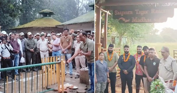 बाघों की धरती में आपका स्वागत! MP के सभी नेशनल पार्क खुले, जंगल सफारी का रोमांच शुरू, अब होंगे टाइगर के दीदार