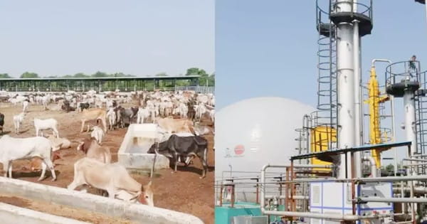 ग्वालियर में देश की पहली मॉडर्न गौशाला, गाय के गोबर से बनेगी CNG गैस; PM मोदी करेंगे शुभारंभ