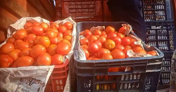 Indore News : सेब को आंख दिखाने की तैयारी में टमाटर, 60 से 100 रुपए किलो पहुंचे दाम, कीमतों ने बिगाड़ा खाने का जायका