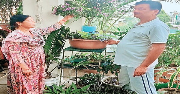 घर को प्रयोगशाला बना गिफ्ट कर दिए सैकड़ों बोनसाई
