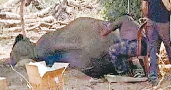 हम पीढ़ियों से बो रहे कोदो-कुटकी की फसल, हाथी, बंदर सब खाते हैं, इससे पहले तो कोई नहीं मरा’