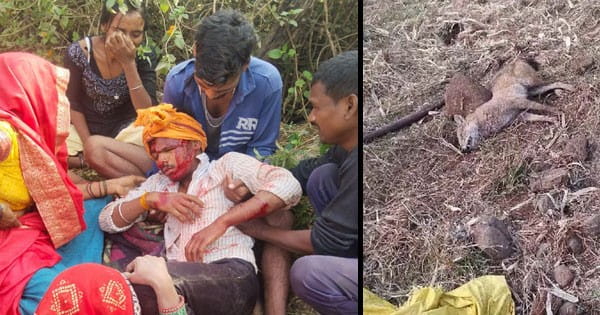 उमरिया में तेंदुए ने 2 को किया घायल, छिंदवाड़ा में भेड़िए से दो महिलाओं ने बचाई अपनी जान