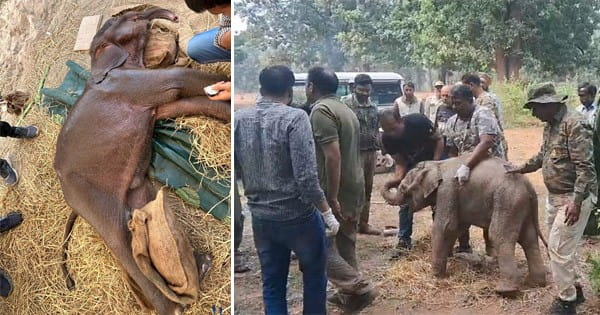 Umaria News : बांधवगढ़ टाइगर रिजर्व में 11वें हाथी की मौत, इलाज के दौरान 4 माह के बेबी एलिफेंट ने तोड़ा दम,