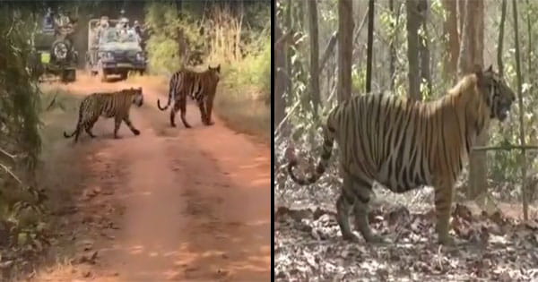 Bandhavgarh Tiger Reserve : उमरिया में बाघों का दीदार, रोमांचित हुए पर्यटक, देखें VIRAL VIDEO
