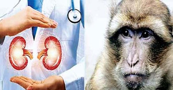 जापान के वैज्ञानिकों ने बंदर के शरीर में लगा दी सुअर की किडनी