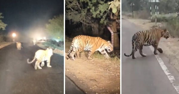 VIDEO : पन्ना टाइगर रिजर्व के रामपुरा गेट के पास आए दिन हो रहे टाइगर के दीदार, कार चालकों की हरकत से बाघों को खतरा