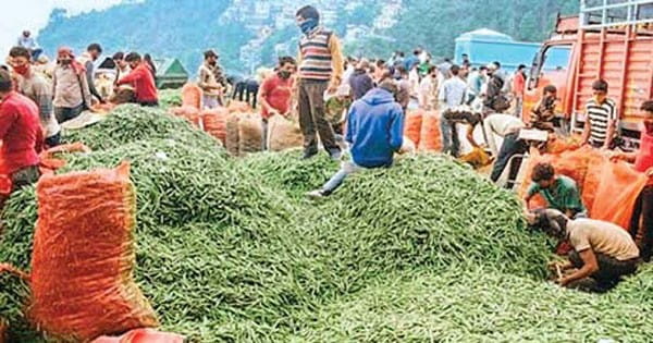 दिसंबर का एक हफ्ता बीता फिर भी मटर की कीमत पिछले साल से चार गुना ज्यादा