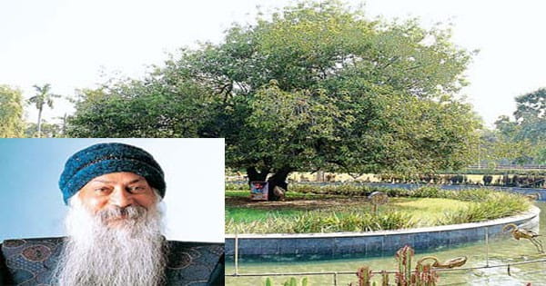 37 वर्ष पहले सूखने वाला संबोधि वृक्ष आज भी है हरा-भरा