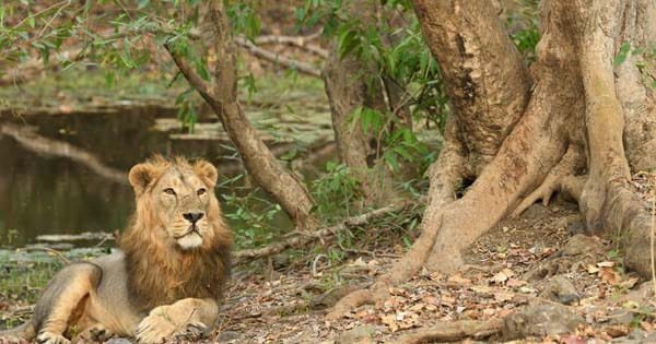 भोपाल के वन विहार में दहाड़ेंगे गिर के शेर, 16 सालों बाद बनी बात, इन्हें मिलाकर 5 हो जाएगी संख्या