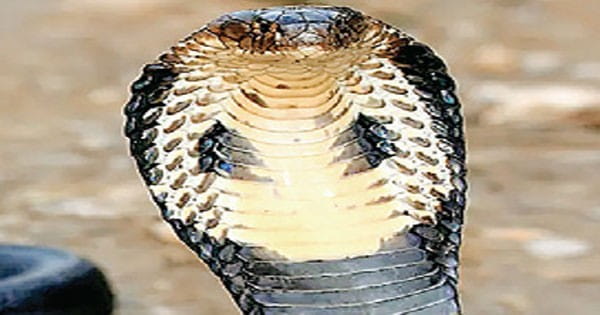 चीतों की तर्ज पर प्रदेश के जंगलों में पुनर्स्थापित होंगे किंग कोबरा : सीएम