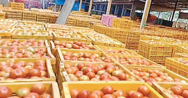 2 महीनों में टमाटर के रेट 10 गुना तक गिरे, 80 से हुआ 8-10 रु. प्रति किलो