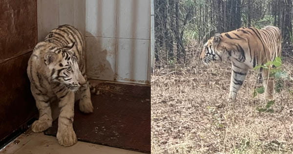 Umaria News : बांधवगढ़ के बाड़े में कैद बाघ को संजय टाइगर रिजर्व में किया गया शिफ्ट, जंगल में छोड़ा