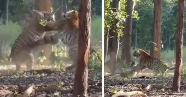Tiger Fight : कान्हा टाइगर रिजर्व में भिड़े दो बाघ, पर्यटकों ने कैमरे में कैद किया दुर्लभ नजारा