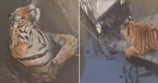 सिवनी: कुएं में गिरे बाघ और जंगली सूअर का वन विभाग ने किया रेस्क्यू, खटिया और पिंजरे का लिया सहारा