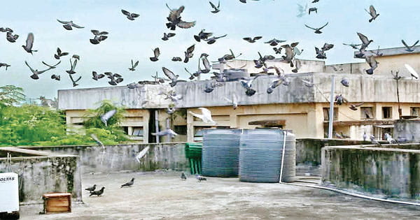 कबूतरों ने 4 महीनों में ढूंढ लिया अपने अन्नदाता का नया ठिकाना!