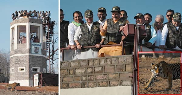 शिवपुरी में भी गूंजेगी बाघों की गर्जना, माधव टाइगर रिजर्व में छोड़ी गई बाघिन, CM डॉ. मोहन यादव और केंद्रीय मंत्री सिंधिया ने किया प्रतीक चिन्ह का अनावरण