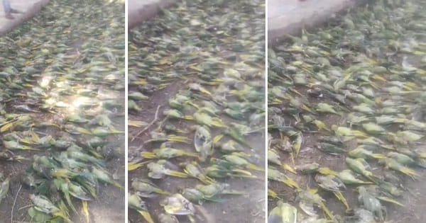 आंधी-तूफान और बारिश ने मचाई तबाही, झांसी में 100 से ज्यादा तोतों की मौत, ग्रामीणों ने नजारा देखा तो मचा हड़कंप