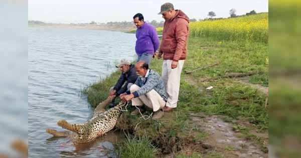 चंबल नदी और विजयपुर रेंज में मिले दो तेंदुए के शव, मौत के कारणों का पता नहीं चला