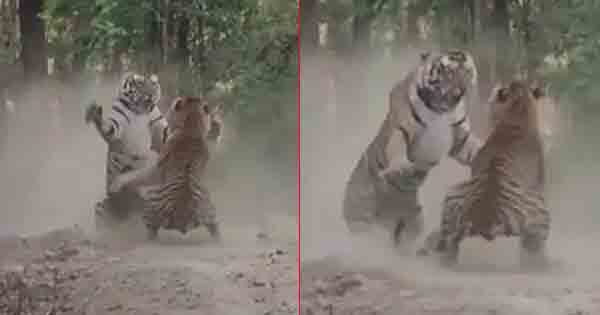 नहीं देखा होगा ऐसा रोमांचक नजारा, कान्हा नेशनल पार्क में बाघिन के लिए भिड़े 2 बाघ, देखें VIDEO
