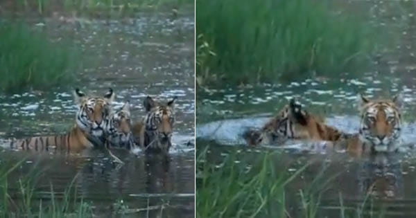 खितौली रेंज में शावकों के साथ जल क्रीडा करती दिखी बाघिन, पर्यटकों ने कैमरे में कैद की तस्वीर