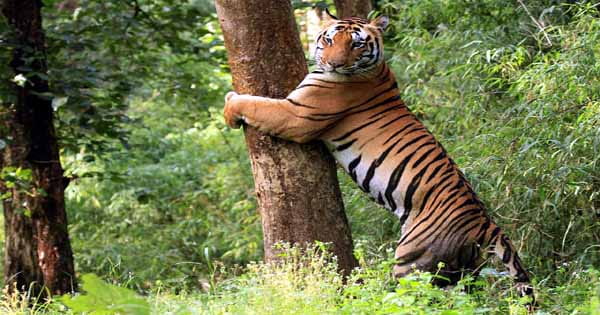1 जुलाई से बंद हो जाएगी टाइगर सफारी, फिर भी नेचर लवर्स नेशनल पार्क्स के करीब ऐसे कर सकते हैं एन्जॉय
