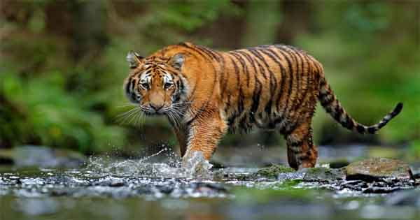 International Tiger Day : बाघों के लिए मशहूर हैं हमारे ये टाइगर रिजर्व, सभी हैं जबलपुर से कुछ ही घंटों की दूरी पर