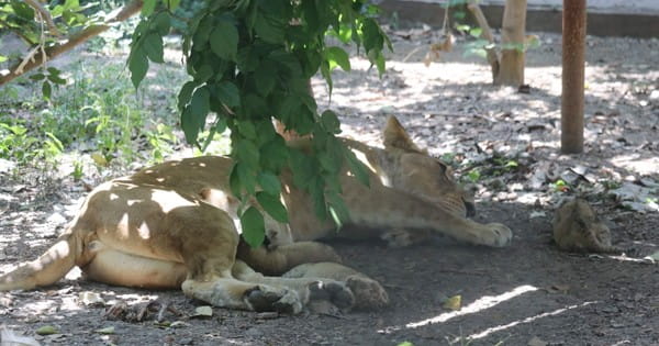 इंदौर Zoo में आए नए मेहमान, बाघिन सुंदरी ने तीन शावकों को दिया जन्म, देखें VIDEO