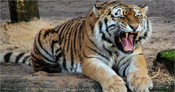 मप्र में 785 बाघ; ऐसे ही बढ़ते गए, तो केयरिंग होगी सबसे बड़ी चुनौती