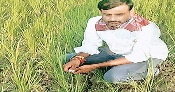 मप्र में 17% कम बारिश; खेतों में दरारें, सूखने लगीं फसलें