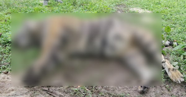 उमरिया : बांधवगढ़ टाइगर रिजर्व में फिर मिला बाघ का शव, शरीर में घाव के निशान; चार दिन पहले मिला था बिना सिर के टाइगर का शव