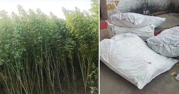 गुना में 3.36 क्विंटल गांजा पकड़ाया : राघौगढ़ के ग्राम मोतीपुरा में हो रही थी गांजे की खेती, पुलिस ने जब्त किए 35 लाख के पौधे