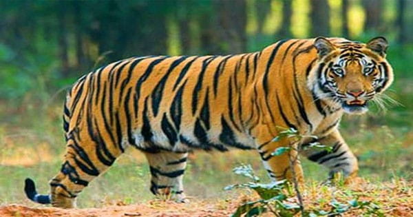 चीतों के घर कूनो नेशनल पार्क में बाघ का मूवमेंट, सोशल मीडिया पर जमकर वायरल हो रहा वीडियो