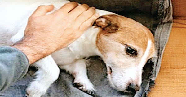 अमेरिका में रहस्यमयी बीमारी से पीड़ित हुए डॉग्स