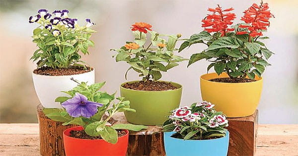 विंटर फ्लॉवरिंग में मिक्स कलर फ्लॉवर बने पसंद, फूलों से लदी रहती हैं इनकी डालियां