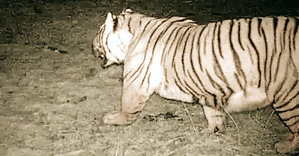 पहली बार 12 हजार फीट की ऊंचाई पर दिखा रॉयल बंगाल टाइगर