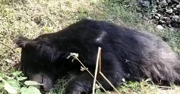 उमरिया : खूंखार भालू की इलाज के दौरान मौत, घंटों मशक्कत के बाद आया था पकड़ में, इस बीमारी से था ग्रसित
