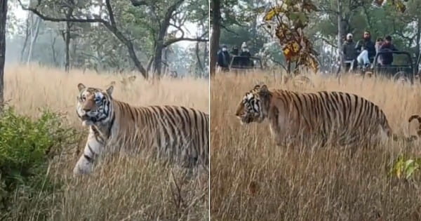 VIDEO : पन्ना टाइगर रिजर्व में बड़ी लापरवाही, बाघ के गले में क्लच वायर का फंदा मिला; शिकार की आशंका!