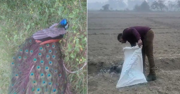 UP News : इटावा में तीन राष्ट्रीय पक्षी मोर की संदिग्ध हालत में मौत, मचा हड़कंप